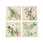 Four botanical prints of olive branches on a beige background
